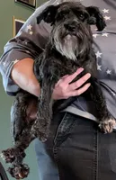 Oreo, a female Miniature Schnauzer for sale in Walnut Grove, MO – 3 of 3