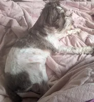 Princess(AKC), a female Miniature Schnauzer for sale in Walnut Grove, MO – 5 of 6