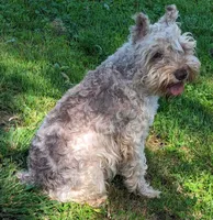 Princess(AKC), a female Miniature Schnauzer for sale in Walnut Grove, MO – 3 of 6
