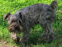 Princess(AKC), a female Miniature Schnauzer for sale in Walnut Grove, MO – 2 of 6