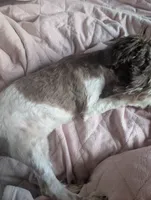 Princess(AKC), a female Miniature Schnauzer for sale in Walnut Grove, MO – 6 of 6