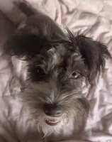 Princess(AKC), a female Miniature Schnauzer for sale in Walnut Grove, MO – 4 of 6