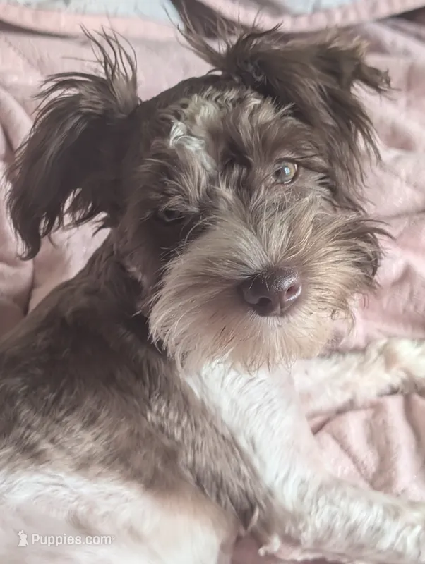 Princess(AKC) – Miniature Schnauzer puppy for sale in Walnut Grove, MO