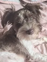 Princess(AKC), a female Miniature Schnauzer for sale in Walnut Grove, MO – 1 of 6