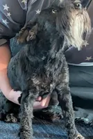 Oreo, a female Miniature Schnauzer for sale in Walnut Grove, MO – 2 of 3