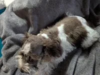 Riley(AKC), a male Miniature Schnauzer for sale in Walnut Grove, MO – 2 of 2