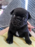 CHARLIE , a male Pug for sale in Whiteville, NC – Photo 1 of 2