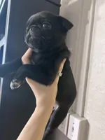 Sally, a female Pug for sale in Whiteville, NC – Photo 1 of 5