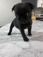 Sally, a female Pug for sale in Whiteville, NC – Photo 3 of 5