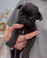 Sally, a female Pug for sale in Whiteville, NC – Photo 2 of 5