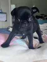 Sally, a female Pug for sale in Whiteville, NC – Photo 5 of 5