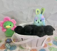 Angelica , a female Pug for sale in Whiteville, NC – Photo 4 of 4