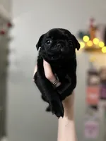 Jeff, a male Pug for sale in Whiteville, NC – Photo 1 of 2