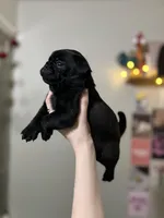 Jeff, a male Pug for sale in Whiteville, NC – Photo 2 of 2