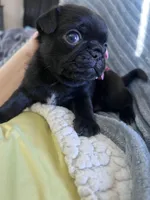 CHARLIE , a male Pug for sale in Whiteville, NC – Photo 2 of 2