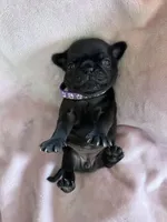 Pearl, a female Pug for sale in Whiteville, NC – Photo 2 of 5