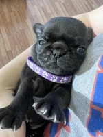 Pearl, a female Pug for sale in Whiteville, NC – Photo 4 of 5