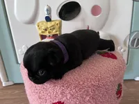 Pearl, a female Pug for sale in Whiteville, NC – Photo 5 of 5