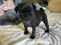 Pearl, a female Pug for sale in Whiteville, NC – Photo 1 of 5