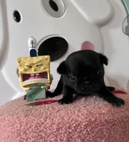 Pearl, a female Pug for sale in Whiteville, NC – Photo 3 of 5