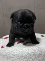 Muffin, a female Pug for sale in Whiteville, NC – Photo 1 of 2