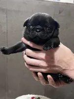 Muffin, a female Pug for sale in Whiteville, NC – Photo 2 of 2