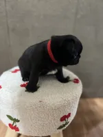 Greg, a male Pug for sale in Whiteville, NC – Photo 2 of 2