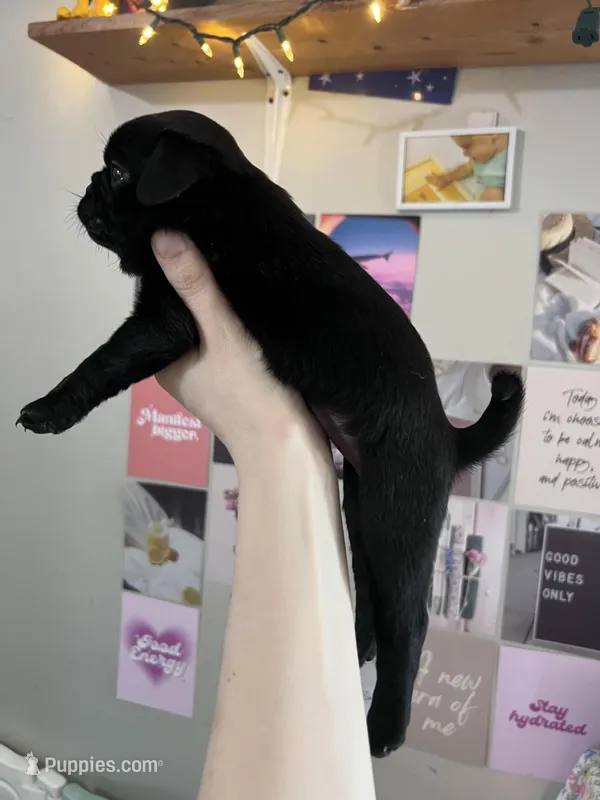 Nancy  – Pug puppy for sale in Whiteville, NC