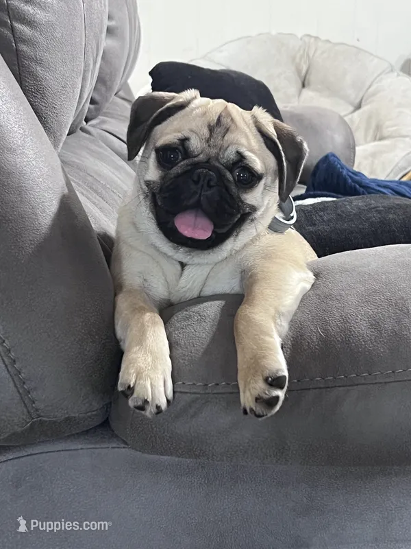Bella boo  – Pug puppy for sale in Whiteville, NC
