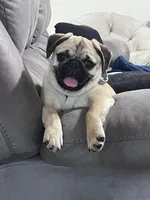 Bella boo , a female Pug for sale in Whiteville, NC – 1 of 3