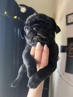 Charlie , a male Pug for sale in Whiteville, NC – Photo 2 of 2