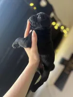 Charlie , a male Pug for sale in Whiteville, NC – Photo 1 of 2