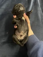 Curly, a male Pug for sale in Whiteville, NC – Photo 6 of 8