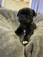 Curly, a male Pug for sale in Whiteville, NC – Photo 7 of 8