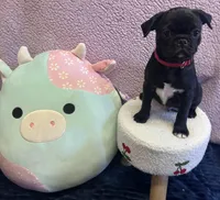 Curly, a male Pug for sale in Whiteville, NC – Photo 2 of 8