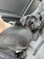 Curly, a male Pug for sale in Whiteville, NC – Photo 5 of 8