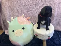 Curly, a male Pug for sale in Whiteville, NC – Photo 3 of 8
