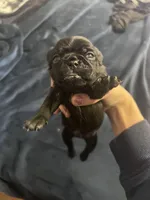 Curly, a male Pug for sale in Whiteville, NC – Photo 8 of 8