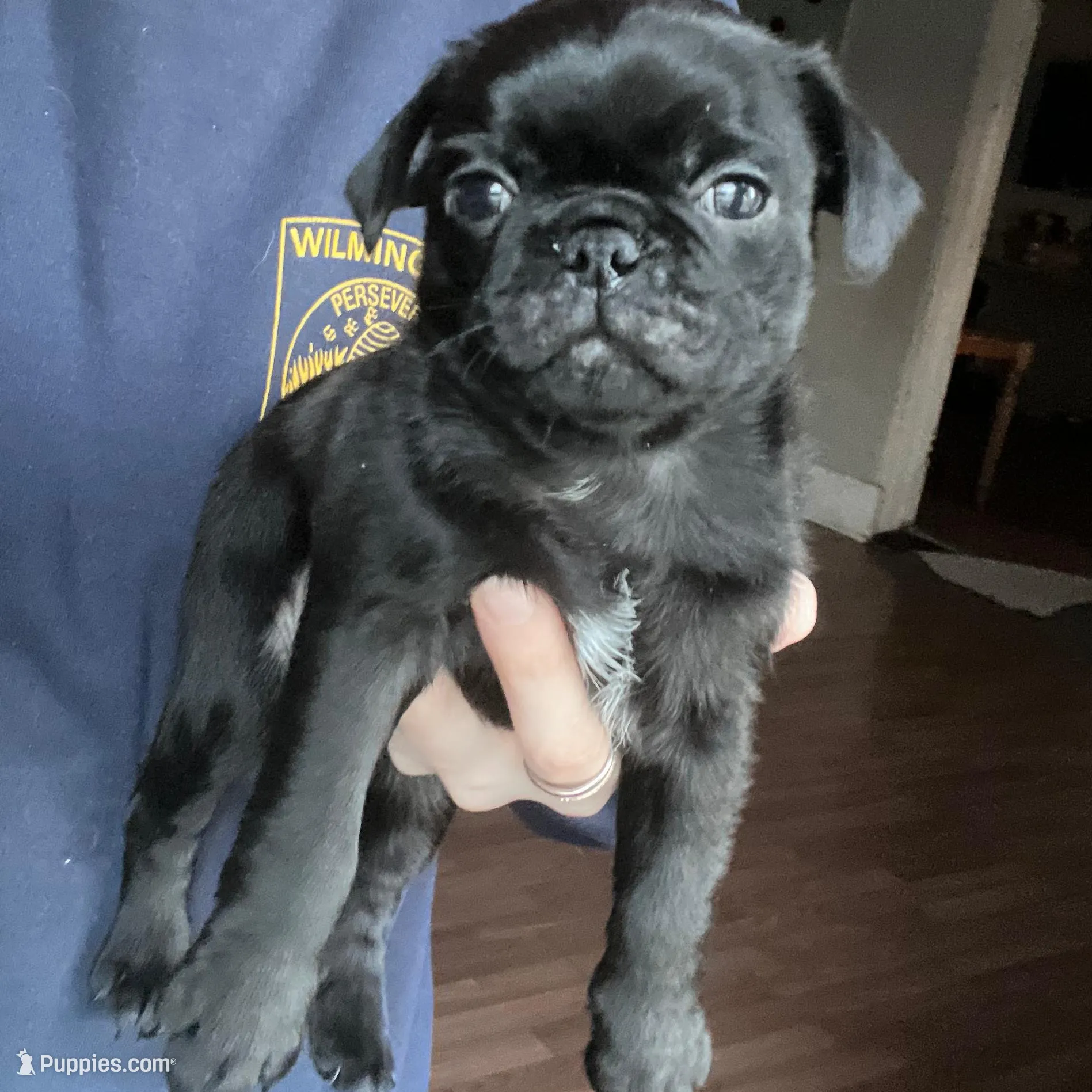 Buster , a male Pug for sale in Whiteville, NC – Photo 3 of 3
