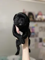 Buster , a male Pug for sale in Whiteville, NC – Photo 1 of 2