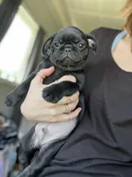 Gary, a male Pug for sale in Whiteville, NC – Photo 1 of 2