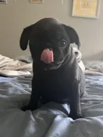 Gary, a male Pug for sale in Whiteville, NC – Photo 2 of 2