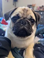 Bella boo , a female Pug for sale in Whiteville, NC – 2 of 3