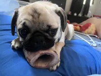 Bella boo , a female Pug for sale in Whiteville, NC – 3 of 3