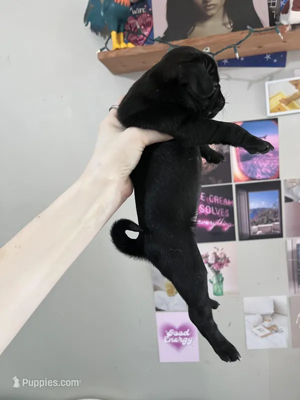 Daisy  – Pug puppy for sale in Whiteville, NC