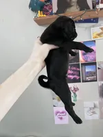 Daisy , a female Pug for sale in Whiteville, NC – Photo 1 of 2