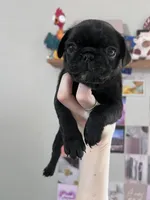 Daisy , a female Pug for sale in Whiteville, NC – Photo 2 of 2