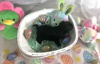 Arnold , a male Pug for sale in Whiteville, NC – Photo 2 of 4