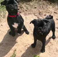 Curly, a male Pug for sale in Whiteville, NC – Photo 1 of 8