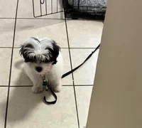 Teddy, a male Shih Tzu for sale in Clarksville, TN – Photo 2 of 3